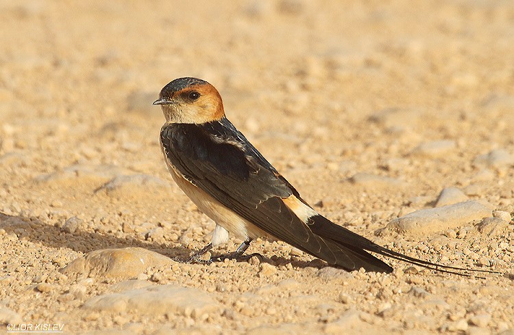 Red-rumped Swallow - Lior Kislev