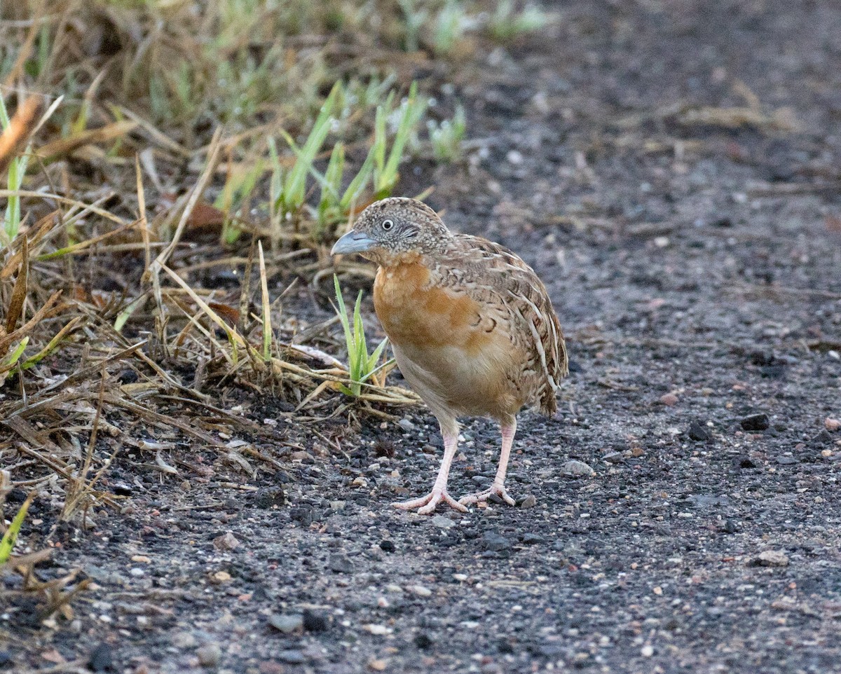 Red-chested Buttonquail - Mick Roderick