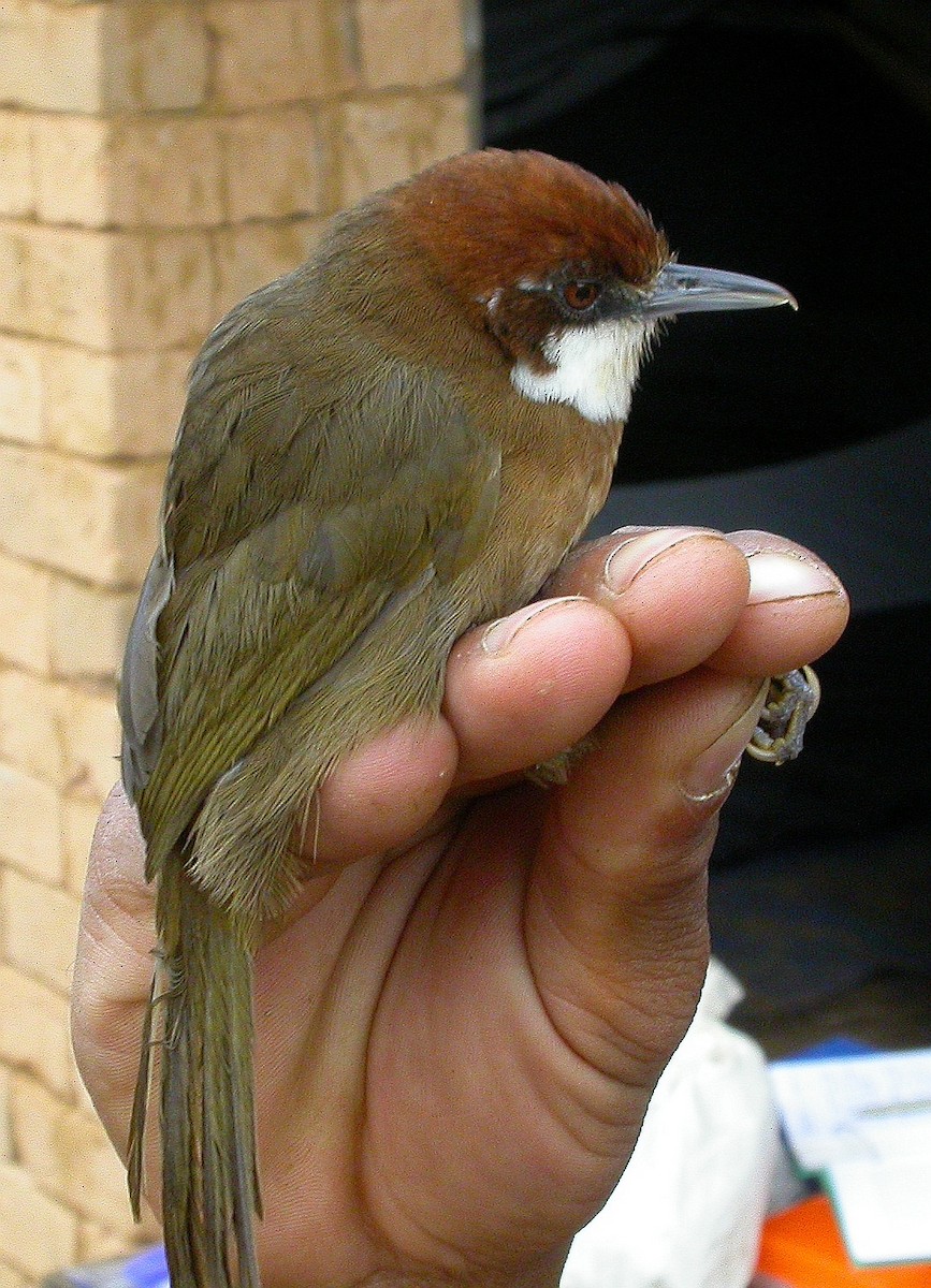 White-throated Oxylabes - ML206184621