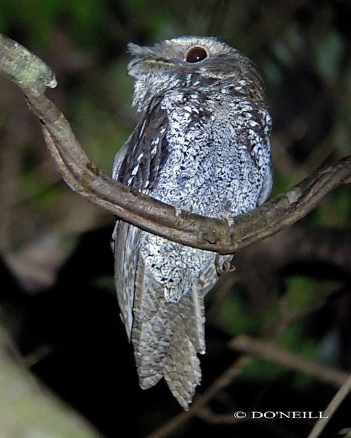 Marbled Frogmouth (Marbled) - Daisy O'Neill
