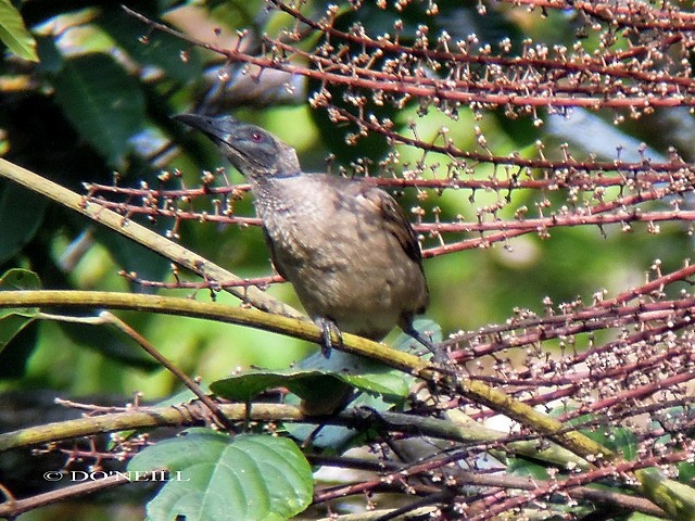 Helmeted Friarbird (New Guinea) - ML206184811