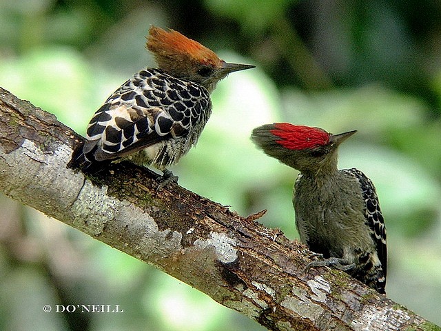 Gray-and-buff Woodpecker (Gray-and-buff) - Daisy O'Neill