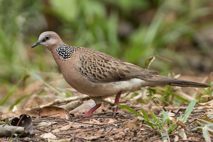 Spotted Dove (Eastern) - ML206184861