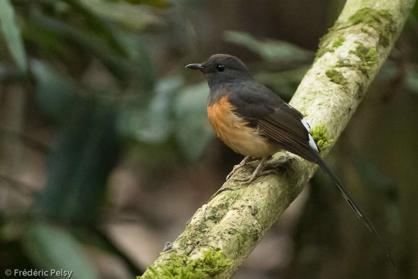 White-rumped Shama (White-rumped) - Frédéric PELSY