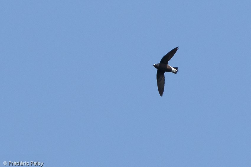 Brown-backed Needletail - Frédéric PELSY