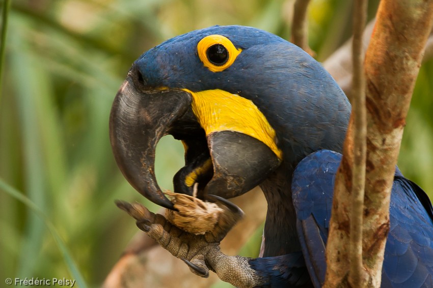 Hyacinth Macaw - Frédéric PELSY
