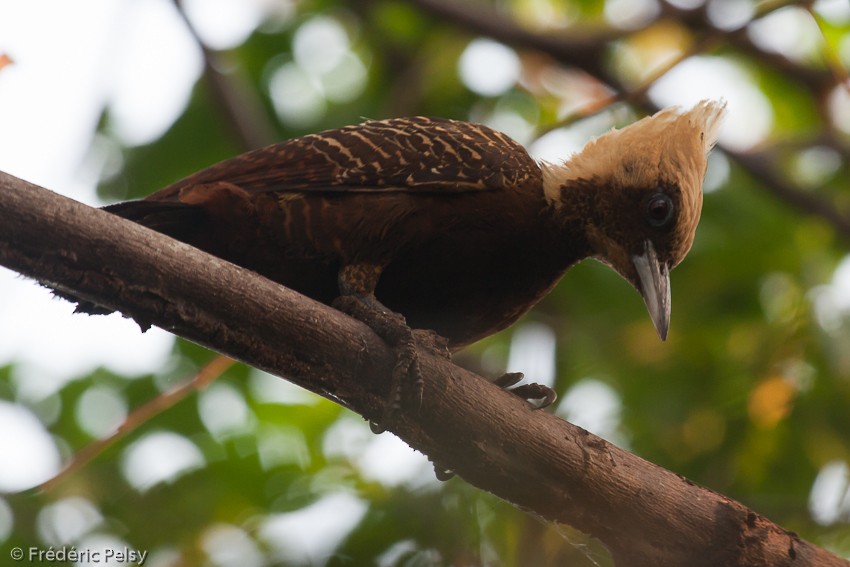 Pale-crested Woodpecker - Frédéric PELSY