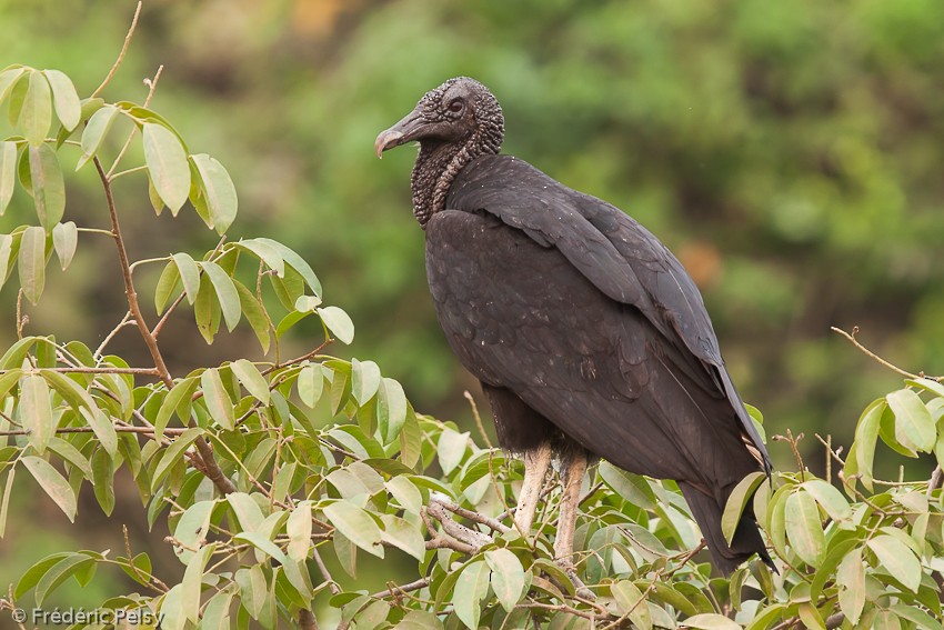 Black Vulture - Frédéric PELSY