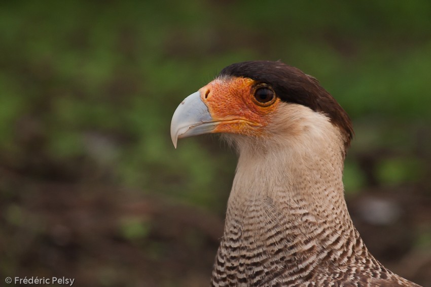 Crested Caracara (Southern) - ML206185551