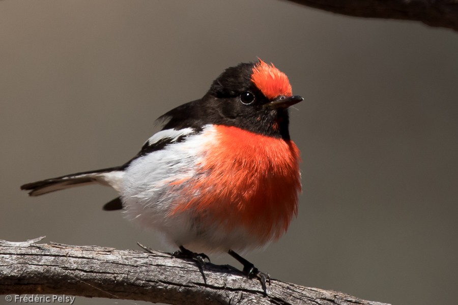 Red-capped Robin - ML206185741