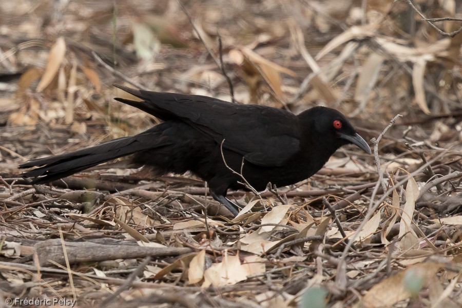 White-winged Chough - Frédéric PELSY