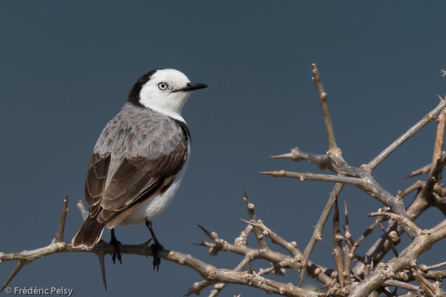 White-fronted Chat - ML206186091