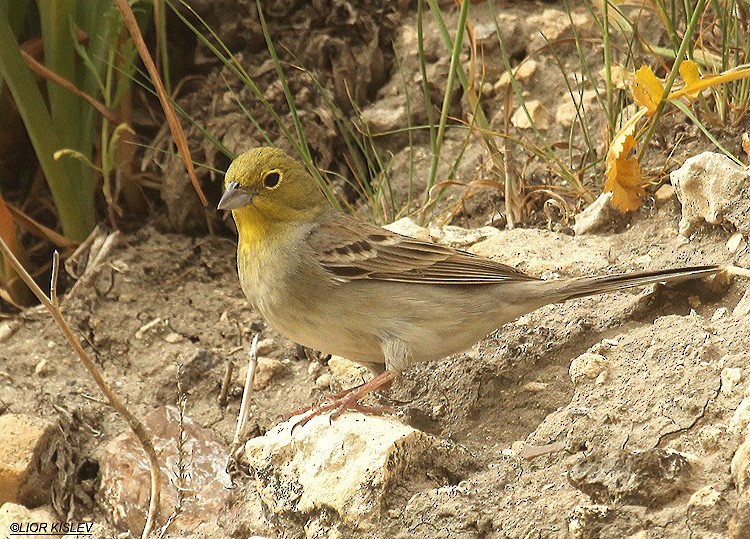 Cinereous Bunting (Gray-bellied) - Lior Kislev