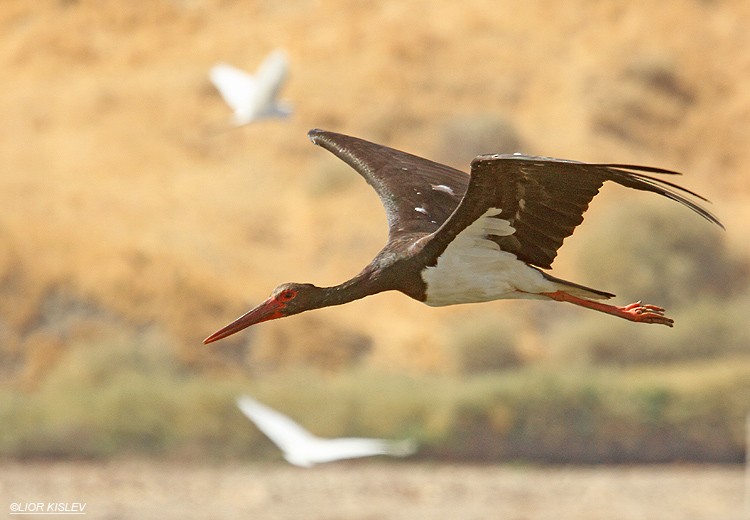 Black Stork - Lior Kislev