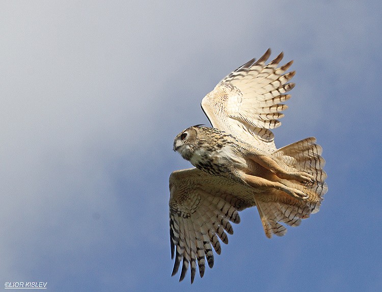 Eurasian Eagle-Owl - Lior Kislev