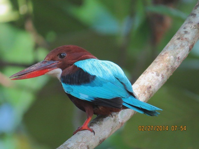 White-throated Kingfisher - Athula Edirisinghe