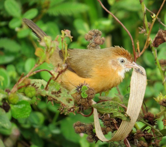 Tawny-bellied Babbler - Athula Edirisinghe
