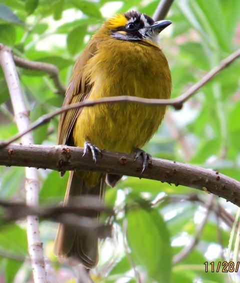 Yellow-eared Bulbul - Athula Edirisinghe