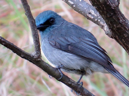 Dull-blue Flycatcher - Athula Edirisinghe