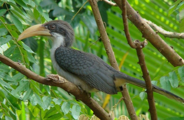 Sri Lanka Gray Hornbill - ML206187591