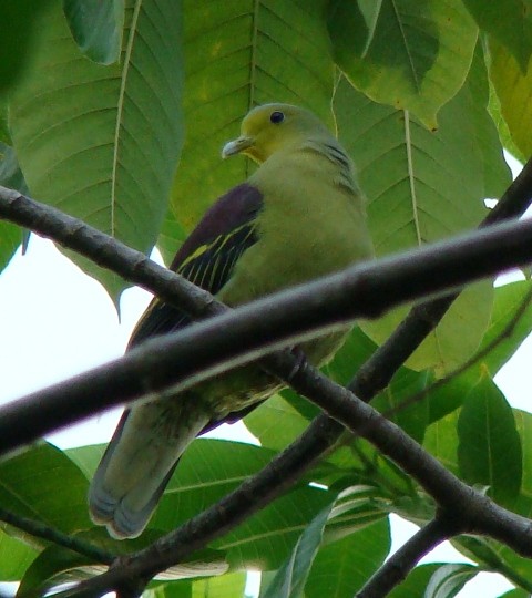 Sri Lanka Green-Pigeon - Athula Edirisinghe