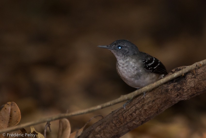 Band-tailed Antbird - Frédéric PELSY