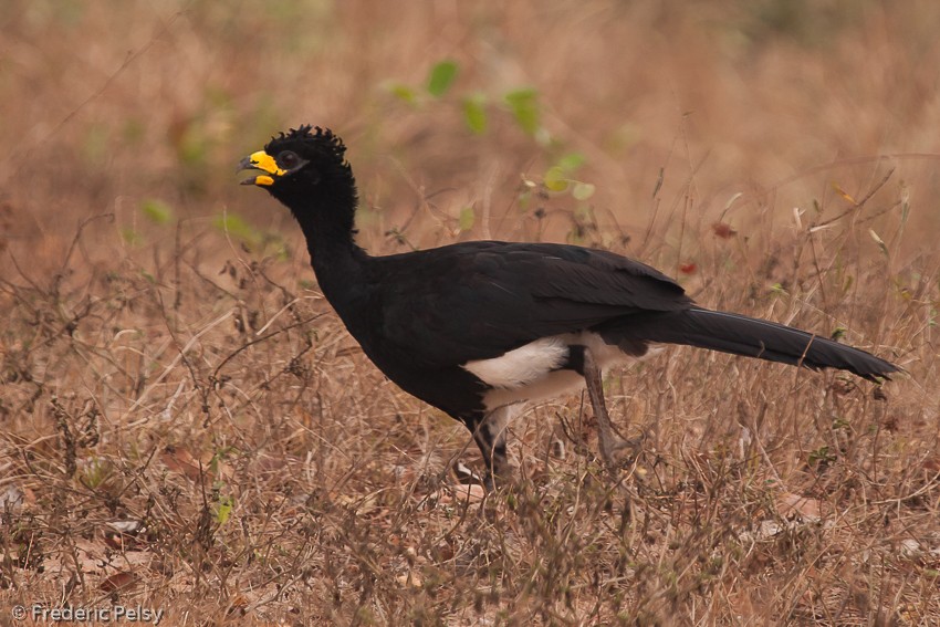 Bare-faced Curassow (Bare-faced) - ML206187761