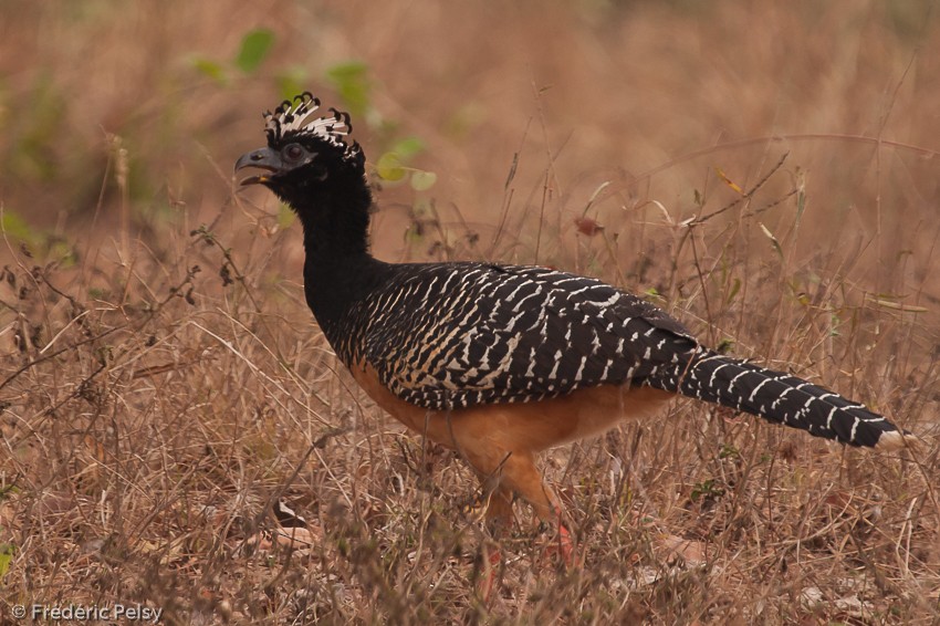 Bare-faced Curassow (Bare-faced) - ML206187771