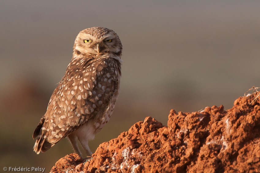 Burrowing Owl - Frédéric PELSY