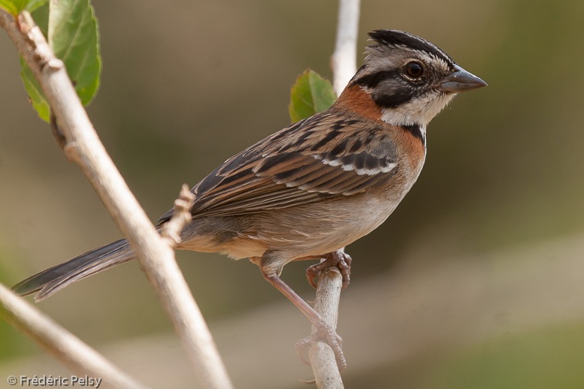 Rufous-collared Sparrow - Frédéric PELSY