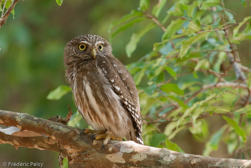 Ferruginous Pygmy-Owl (Ferruginous) - ML206187981
