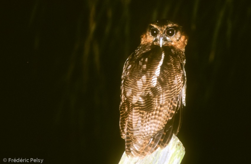 Brown Wood-Owl (Bornean) - Frédéric PELSY