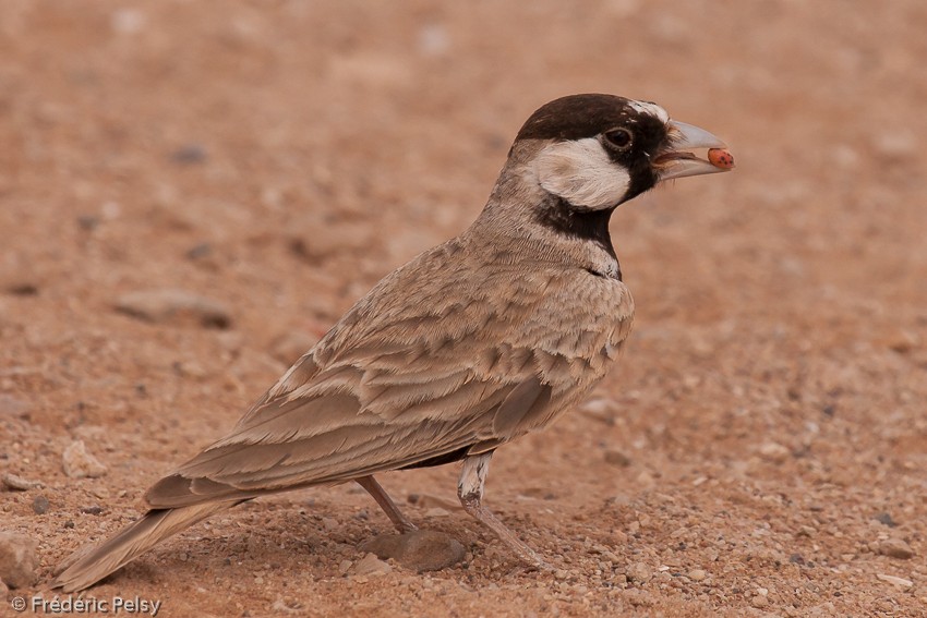 Black-crowned Sparrow-Lark - Frédéric PELSY