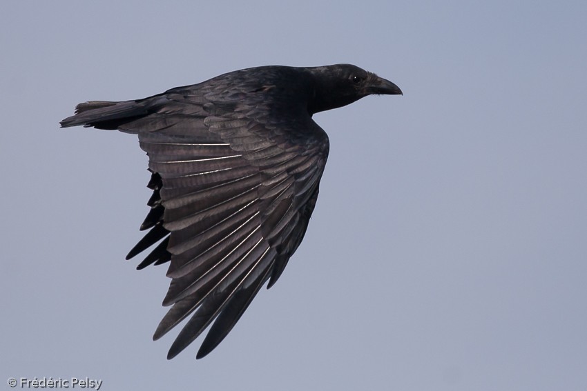 Fan-tailed Raven - Frédéric PELSY
