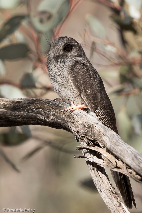 Australian Owlet-nightjar - ML206188731