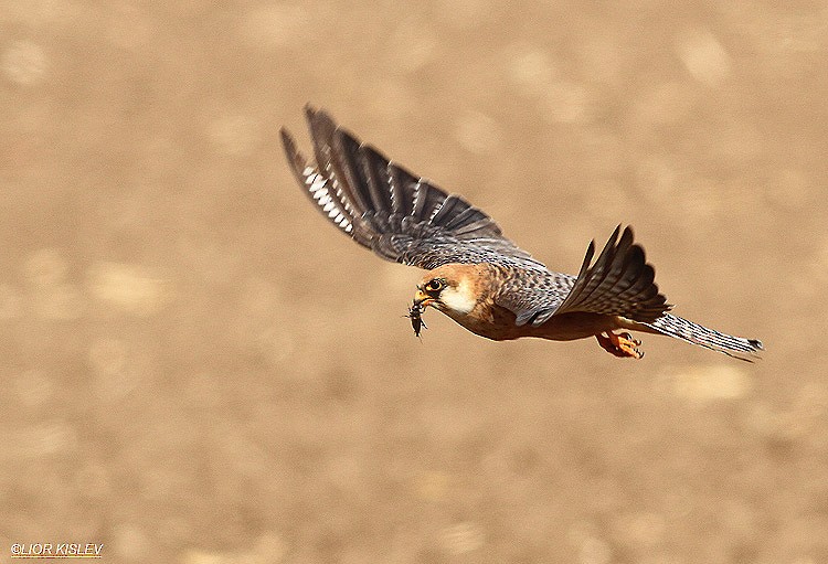 Red-footed Falcon - Lior Kislev