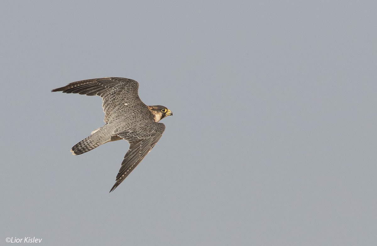 Peregrine Falcon (Barbary) - Lior Kislev