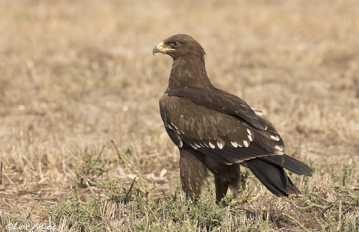 Lesser Spotted Eagle - ML206189621