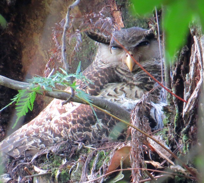 Spot-bellied Eagle-Owl - Athula Edirisinghe