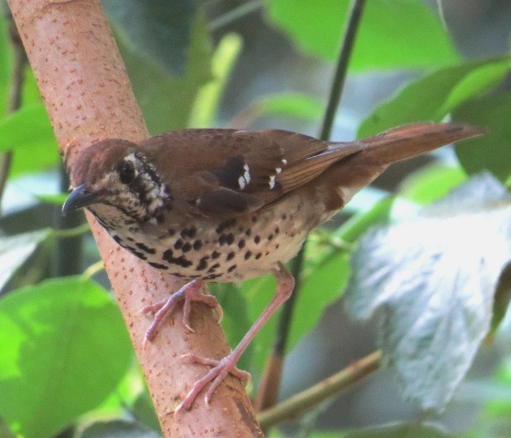 Spot-winged Thrush - Athula Edirisinghe