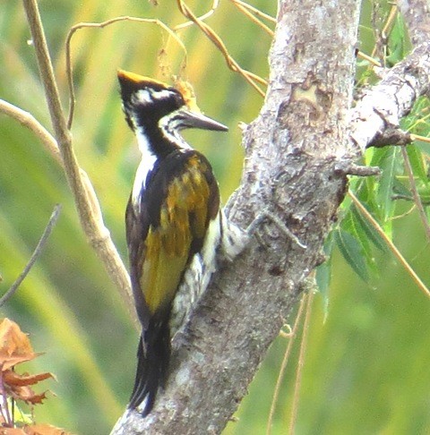White-naped Woodpecker - Athula Edirisinghe