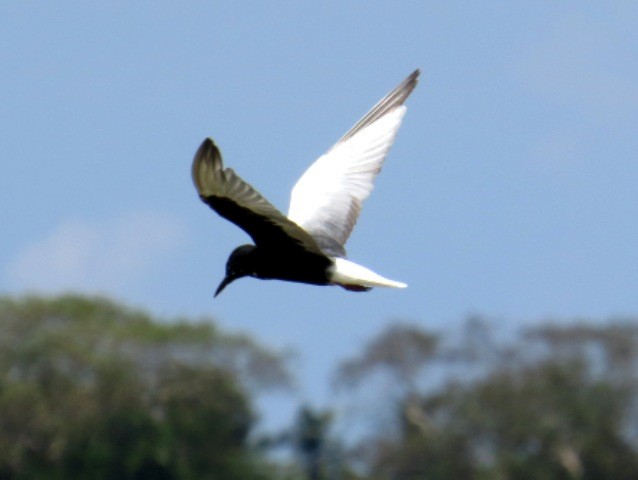 White-winged Tern - ML206190001