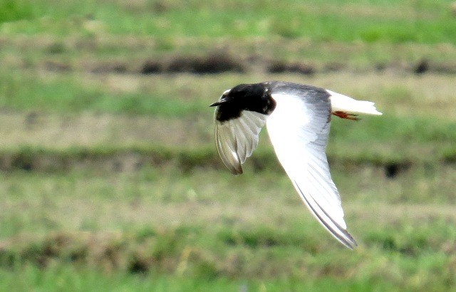 White-winged Tern - ML206190011