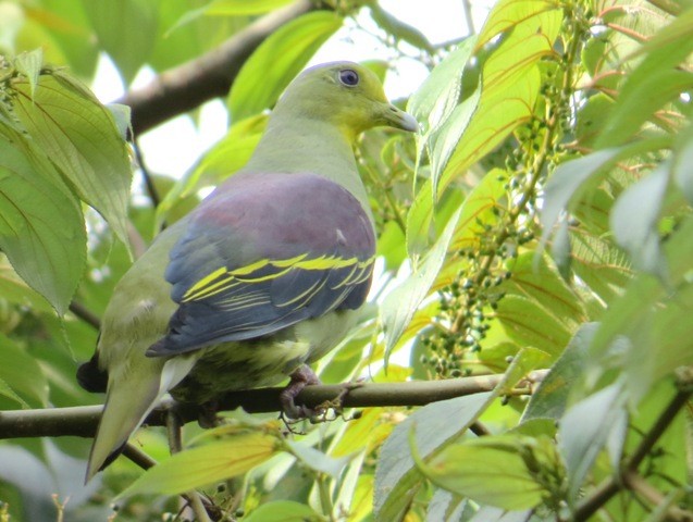 Sri Lanka Green-Pigeon - Athula Edirisinghe