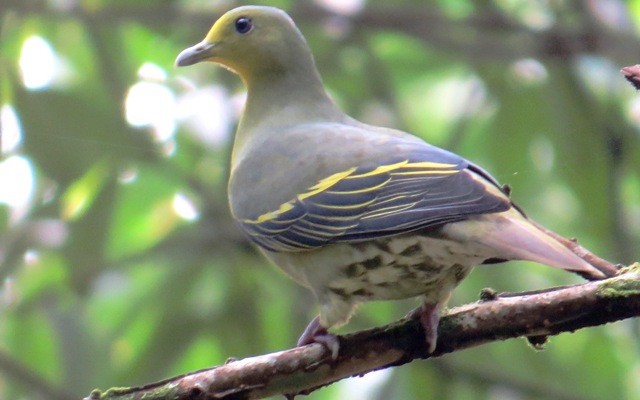 Sri Lanka Green-Pigeon - ML206190181