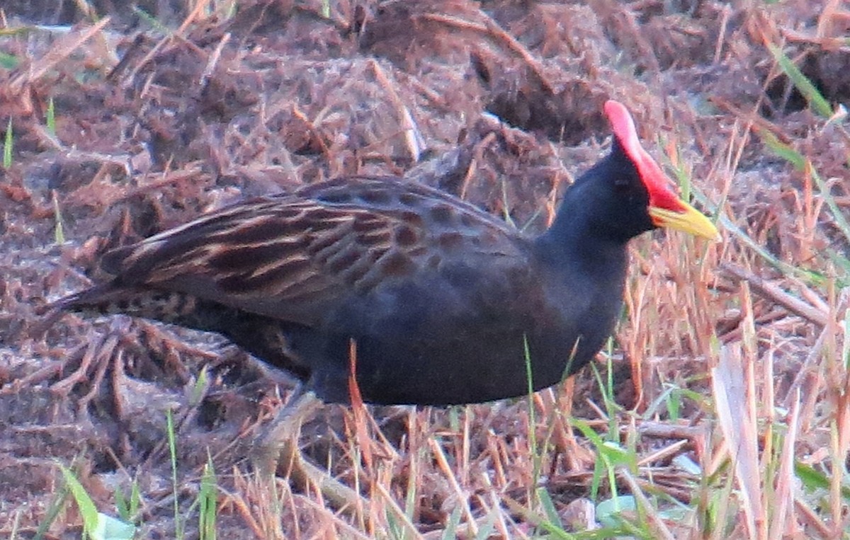 Watercock - Athula Edirisinghe