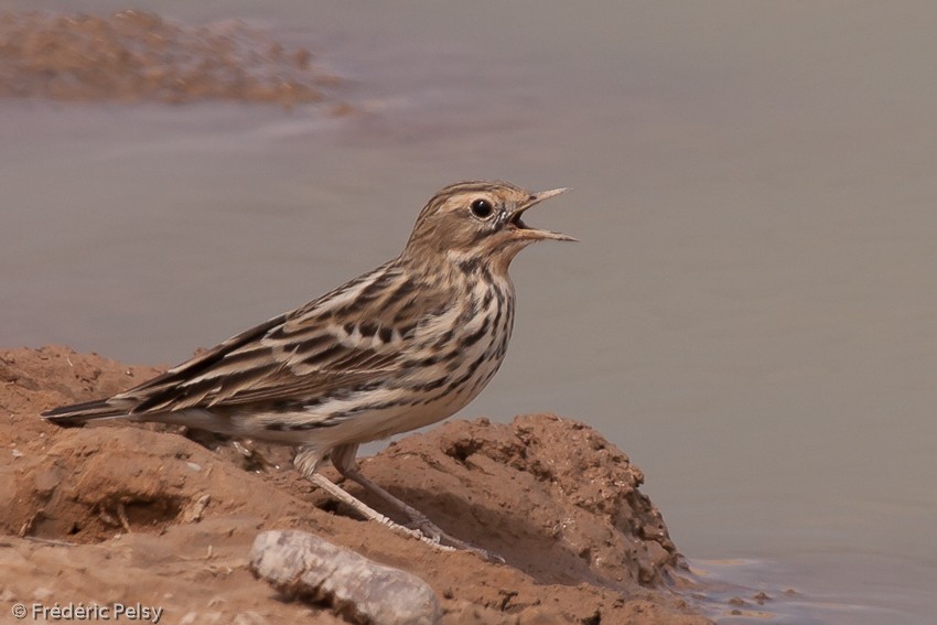 Red-throated Pipit - Frédéric PELSY