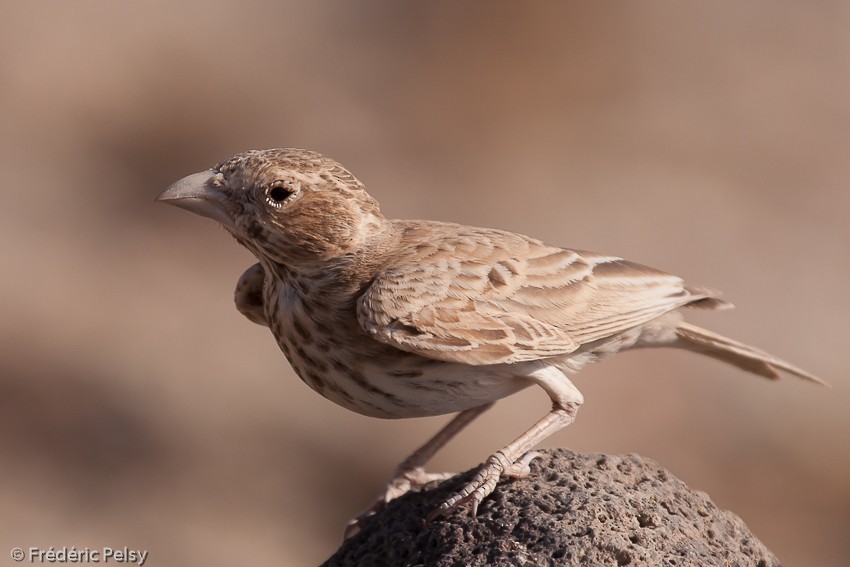 Black-crowned Sparrow-Lark - Frédéric PELSY