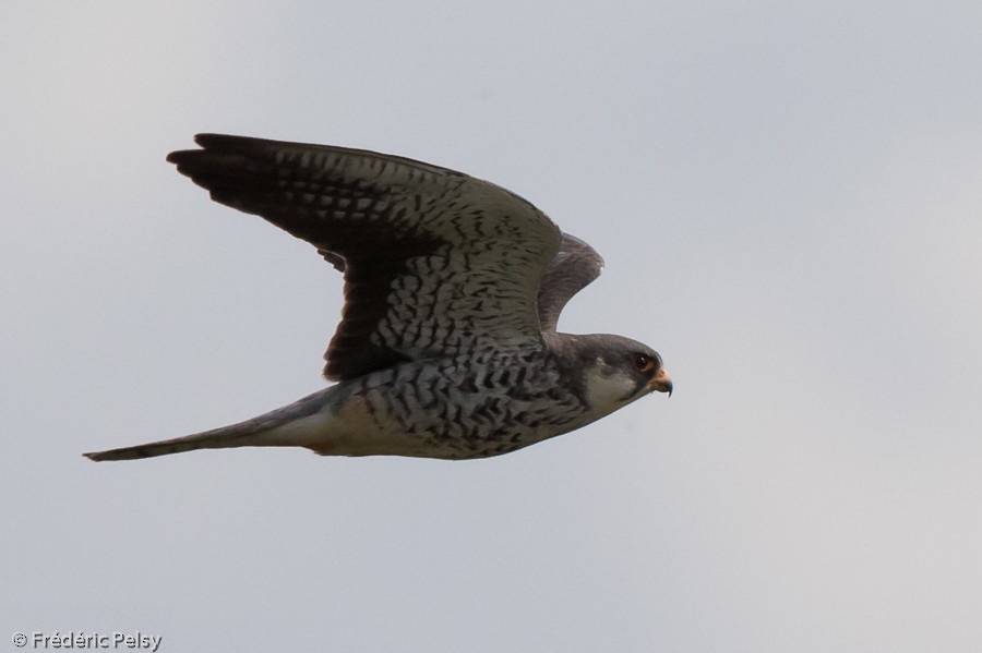 Amur Falcon - Frédéric PELSY