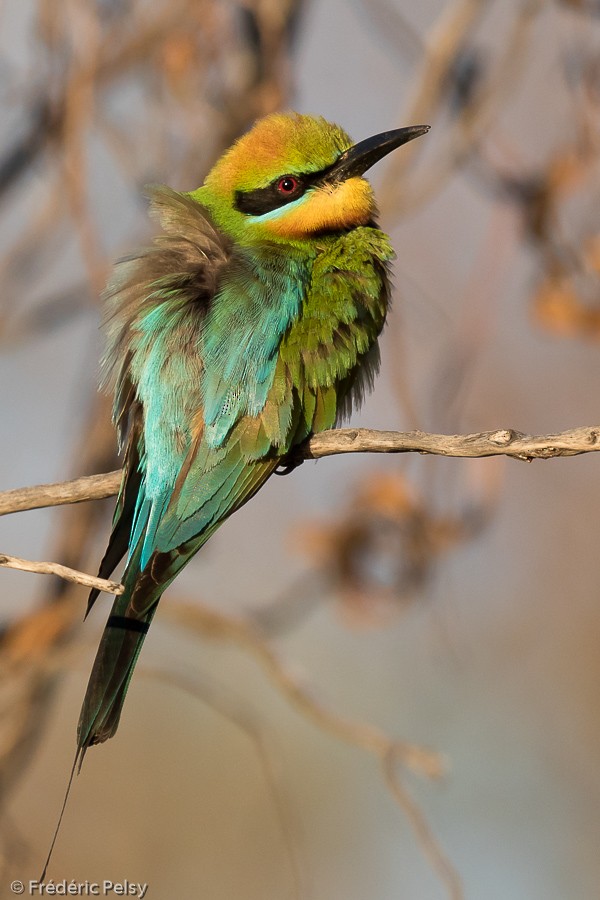 Rainbow Bee-eater - Frédéric PELSY